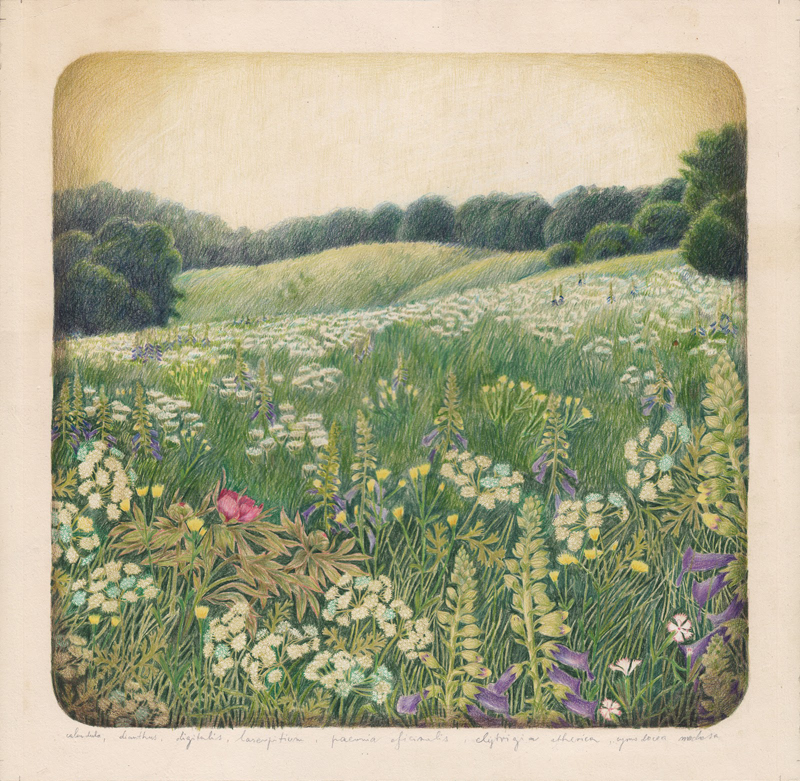 Prairie, extrait de l'album "Les fleurs parlent"