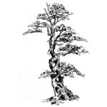 arbre-510px.jpg